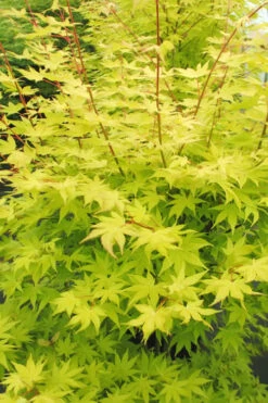 Summer Gold Japanese Maple - 7 Gallon Pot (4-5')