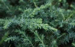 Blue Pacific Juniper - 1 Gallon Pot -Wilson Bros Garden Juniper Blue Pacific 12 1