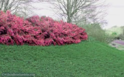 Blue Pacific Juniper - 1 Gallon Pot -Wilson Bros Garden Juniper Blue Pacific 16 1