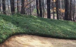 Blue Pacific Juniper - 6-Pack Of 1 Gallon Pots 13 Blue Pacific Juniper - 6-Pack Of 1 Gallon Pots -Wilson Bros Garden Juniper Blue Pacific