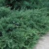 Blue Sargent Juniper - 1 Gallon Pot -Wilson Bros Garden Juniper Blue Sargent 500x750 1