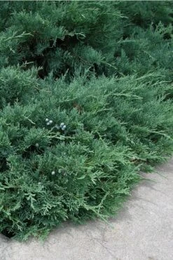 Blue Sargent Juniper - 6-Pack Of 1 Gallon Pots