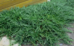 Blue Sargent Juniper - 1 Gallon Pot -Wilson Bros Garden Juniper Blue Sargent Rev