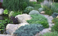 Blue Star Juniper - 2 Gallon Pot -Wilson Bros Garden Juniper Blue Star 14 2