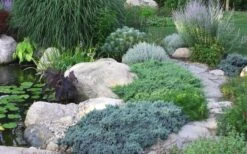 Blue Star Juniper - 1 Gallon Pot 11 Blue Star Juniper - 1 Gallon Pot -Wilson Bros Garden Juniper Blue Star 14 3