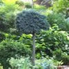 Blue Star Juniper Tree (Single Trunk Topiary) - 1 Gallon Pot -Wilson Bros Garden Juniper Blue Star Standard Topiary 1 1