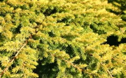 All Gold Golden Pacific Juniper - 1 Gallon Pot -Wilson Bros Garden Juniper Golden Pacific 10 1