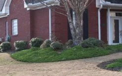 Green Mound Juniper - 6-Pack Of 1 Gallon Pots -Wilson Bros Garden Juniper Green Mound 1