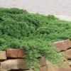 Green Mound Juniper - 2 Gallon Pot -Wilson Bros Garden Juniper Green Mound 10 2