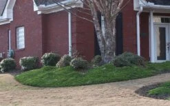 Green Mound Juniper - 2 Gallon Pot -Wilson Bros Garden Juniper Green Mound