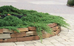 Green Mound Juniper - 6-Pack Of 1 Gallon Pots 14 Green Mound Juniper - 6-Pack Of 1 Gallon Pots -Wilson Bros Garden Juniper Green Mound 4 4