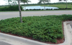 Parsons Juniper - Juniperus Davurica 'Parsonii' - 6 Pack Of 1 Gallon Pots -Wilson Bros Garden Juniper Parsons 5 1