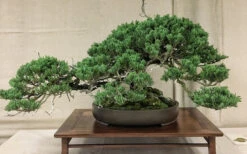 Parsons Juniper - Juniperus Davurica 'Parsonii' - 6 Pack Of 1 Gallon Pots -Wilson Bros Garden Juniper Parsons Bonsai 1