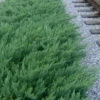 Parsons Juniper - Juniperus Davurica 'Parsonii' - 1 Gallon Pot -Wilson Bros Garden Juniper Parsons Rev 500x750 1
