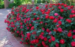 Red Double Knock Out Rose - 2 Gallon Pot -Wilson Bros Garden Knock Out Rose Double Red 7 1