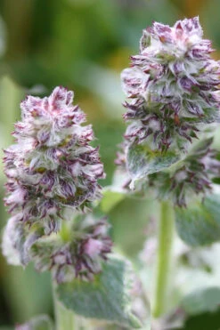 Silky Fleece Dwarf Lambs Ear (Stachys Byzantina) - 5 Pack Of Quarts Pots -Wilson Bros Garden Lambs Ear Silky Fleece 5 2