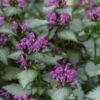 Beacon Silver Lamium - 10 Pack Of Pint Pots -Wilson Bros Garden Lamium Beacons Silver 1 1