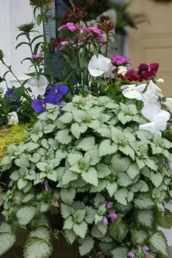 Beacon Silver Lamium - 10 Pack Of Pint Pots -Wilson Bros Garden Lamium Beacons Silver 2 1