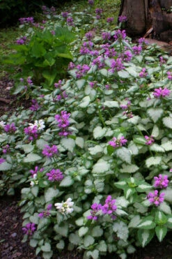 Beacon Silver Lamium - 5 Pack Of Pint Pots -Wilson Bros Garden Lamium Beacons Silver 3