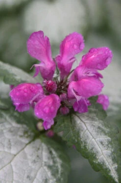 Beacon Silver Lamium - 10 Pack Of Pint Pots -Wilson Bros Garden Lamium Beacons Silver 4 1