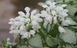 White Nancy Lamium - 5 Pack Of Pint Pots -Wilson Bros Garden Lamium White Nancy 1 1