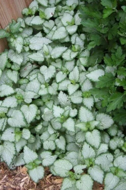 White Nancy Lamium - 5 Pack Of Pint Pots -Wilson Bros Garden Lamium White Nancy 3 1