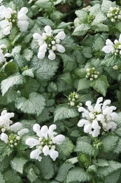 White Nancy Lamium - 5 Pack Of Pint Pots -Wilson Bros Garden Lamium White Nancy 4