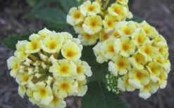 Chapel Hill Yellow Hardy Lantana - 1 Gallon Pot 10 Chapel Hill Yellow Hardy Lantana - 1 Gallon Pot -Wilson Bros Garden Lantana Chapel Hill Yellow 50