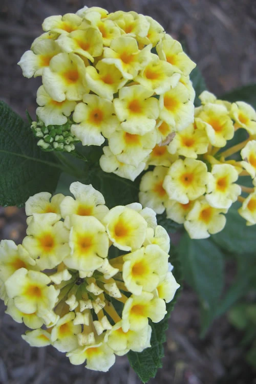 Chapel Hill Yellow Hardy Lantana - 1 Gallon Pot 7 Chapel Hill Yellow Hardy Lantana - 1 Gallon Pot - Image 5