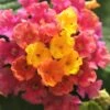 Little Lucky Hot Pink Lantana - 1 Gallon Pot 2 Little Lucky Hot Pink Lantana - 1 Gallon Pot -Wilson Bros Garden Lantana Little Lucky Hot Pink 4