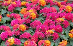 Little Lucky Hot Pink Lantana - 1 Gallon Pot -Wilson Bros Garden Lantana Little Lucky Hot Pink3