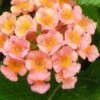 Little Lucky Peach Glow Lantana - 5 Pack Of Quart Pots 2 Little Lucky Peach Glow Lantana - 5 Pack Of Quart Pots -Wilson Bros Garden Lantana Little Lucky Peach Glow 500x750 1