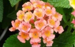 Little Lucky Peach Glow Lantana - 5 Pack Of Quart Pots 9 Little Lucky Peach Glow Lantana - 5 Pack Of Quart Pots -Wilson Bros Garden Lantana Little Lucky Peach Glow Flower Closeup