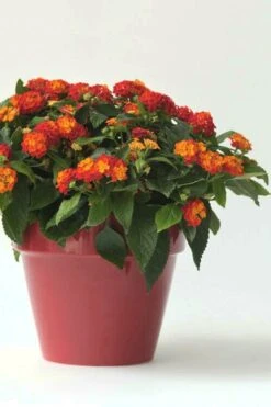 Little Lucky Red Lantana - 5 Pack Of Quart Pots 10 Little Lucky Red Lantana - 5 Pack Of Quart Pots -Wilson Bros Garden Lantana Little Lucky Red 5