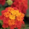 Little Lucky Red Lantana - 6 Inch Pot -Wilson Bros Garden Lantana Little Lucky Red 500x750 2