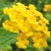 New Gold Hardy Lantana - 5 Pack Of Quart Pots -Wilson Bros Garden Lantana New Gold 13 3
