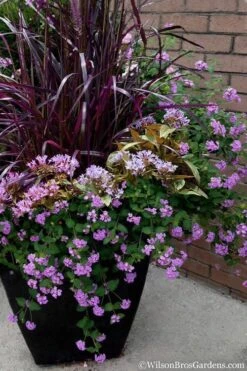 Trailing Lavender Lantana - 1 Gallon Pot -Wilson Bros Garden Lantana Trailing Lavender 16 1