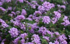 Trailing Lavender Lantana - 1 Gallon Pot -Wilson Bros Garden Lantana Trailing Lavender 2 1