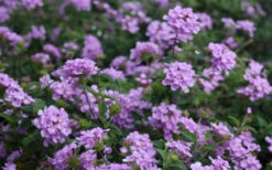 Trailing Lavender Lantana - 5 Pack Of Quart Pots -Wilson Bros Garden Lantana Trailing Lavender 2 4