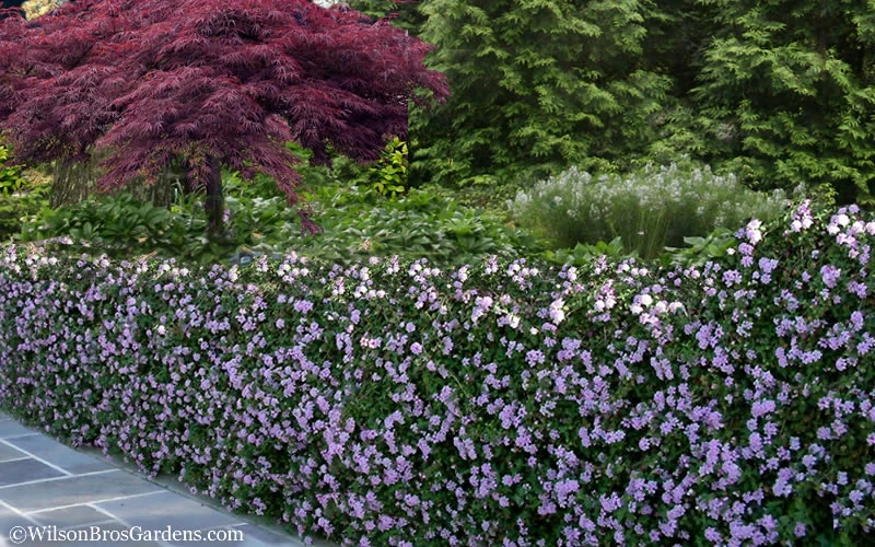 Trailing Lavender Lantana - 18 Pack Of Pint Pots 9 Trailing Lavender Lantana - 18 Pack Of Pint Pots - Image 7