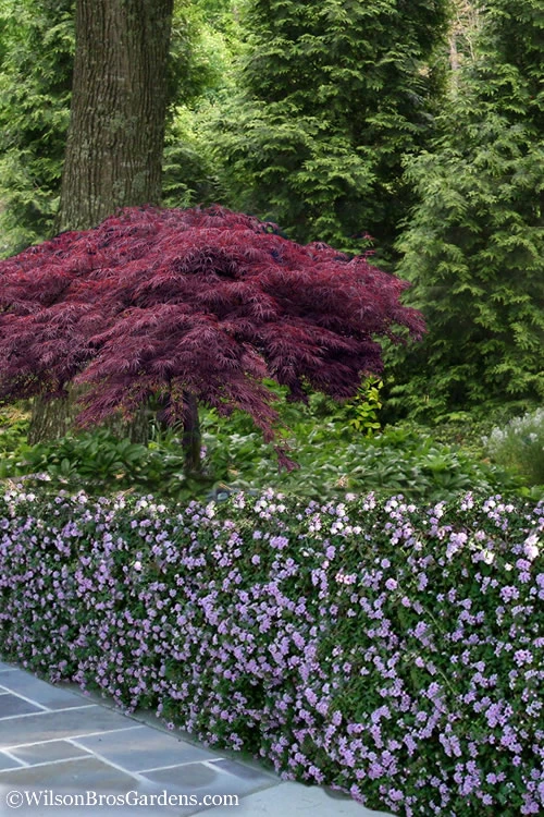 Trailing Lavender Lantana - 18 Pack Of Pint Pots 7 Trailing Lavender Lantana - 18 Pack Of Pint Pots - Image 5