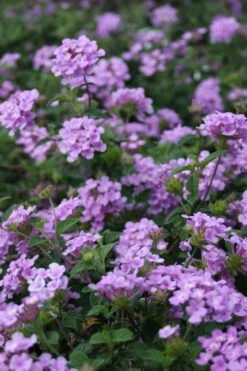 Trailing Lavender Lantana - 1 Gallon Pot -Wilson Bros Garden Lantana Trailing Lavender 500x750 2