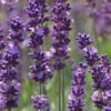 Phenomenal Lavender - 5 Pack Of Quart Pots 2 Phenomenal Lavender - 5 Pack Of Quart Pots -Wilson Bros Garden Lavender Phenomenal 10 2