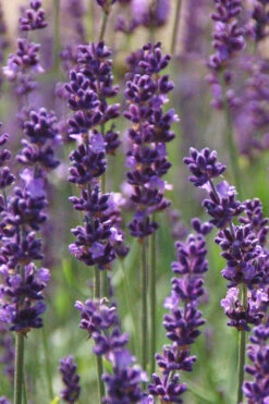 Phenomenal Lavender - 10 Pack Of Quart Pots