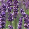 Phenomenal Lavender - 10" Patio Pot -Wilson Bros Garden Lavender Phenomenal 10 3
