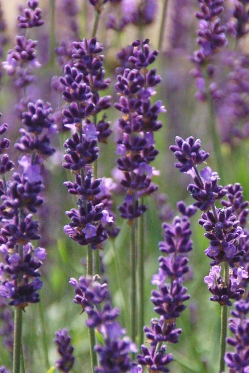Phenomenal Lavender - 10" Patio Pot 3 Phenomenal Lavender - 10" Patio Pot
