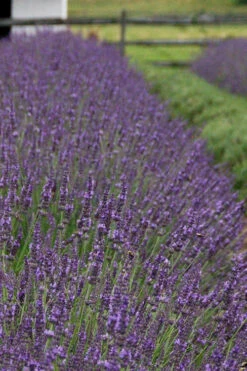 Phenomenal Lavender - 1 Gallon Pot 13 Phenomenal Lavender - 1 Gallon Pot -Wilson Bros Garden Lavender Phenomenal 11 4