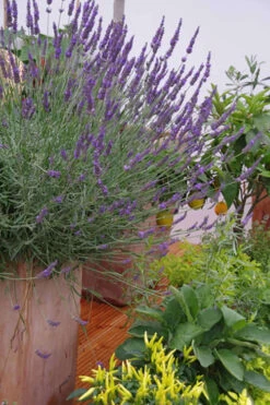 Phenomenal Lavender - 10 Pack Of Quart Pots -Wilson Bros Garden Lavender Phenomenal 12