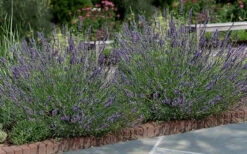 Phenomenal Lavender - 10 Pack Of Quart Pots -Wilson Bros Garden Lavender Phenomenal 13