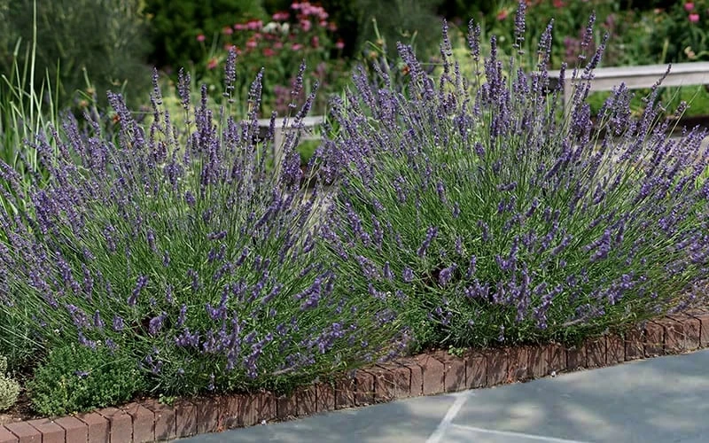 Phenomenal Lavender - 10" Patio Pot 6 Phenomenal Lavender - 10" Patio Pot - Image 4